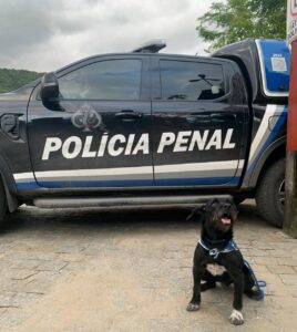 Programa ReabilitaCão transforma histórias e reforça a confiança no ser humano