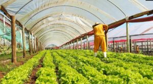 SEJURI amplia trabalho prisional no campo em parceria com a Epagri